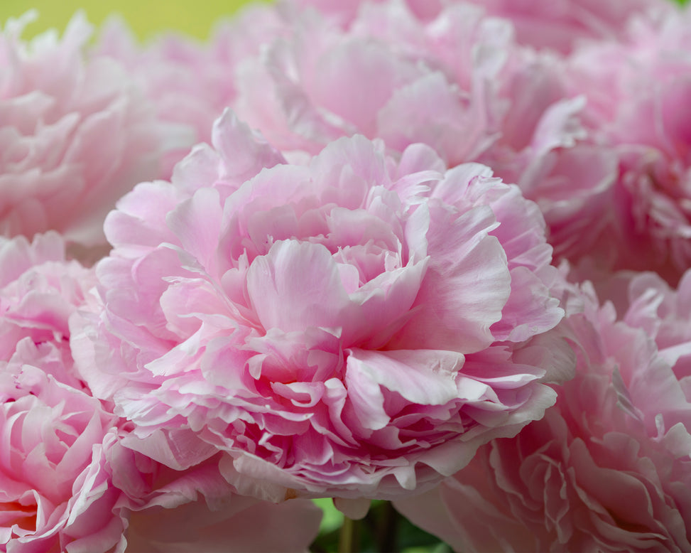 Paeonia 'Reine Hortense'
