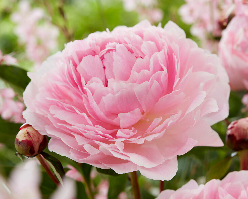 Paeonia 'Reine Hortense'