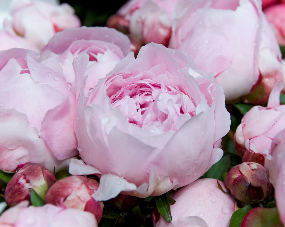 Paeonia 'Reine Hortense'