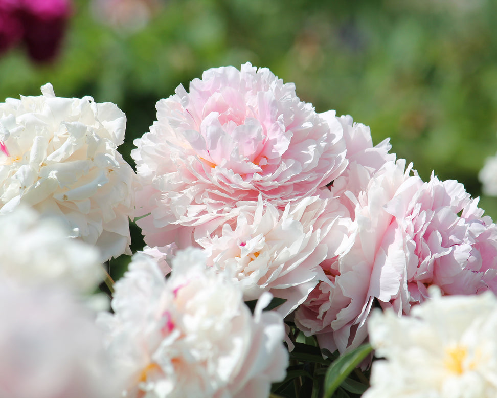 Paeonia 'Reine Hortense'