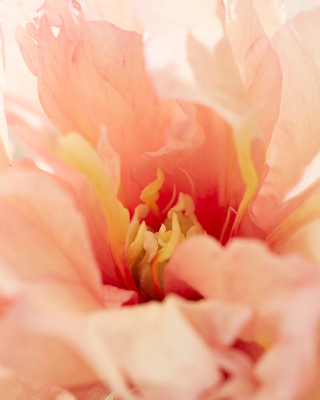 Paeonia 'Royal Blush'