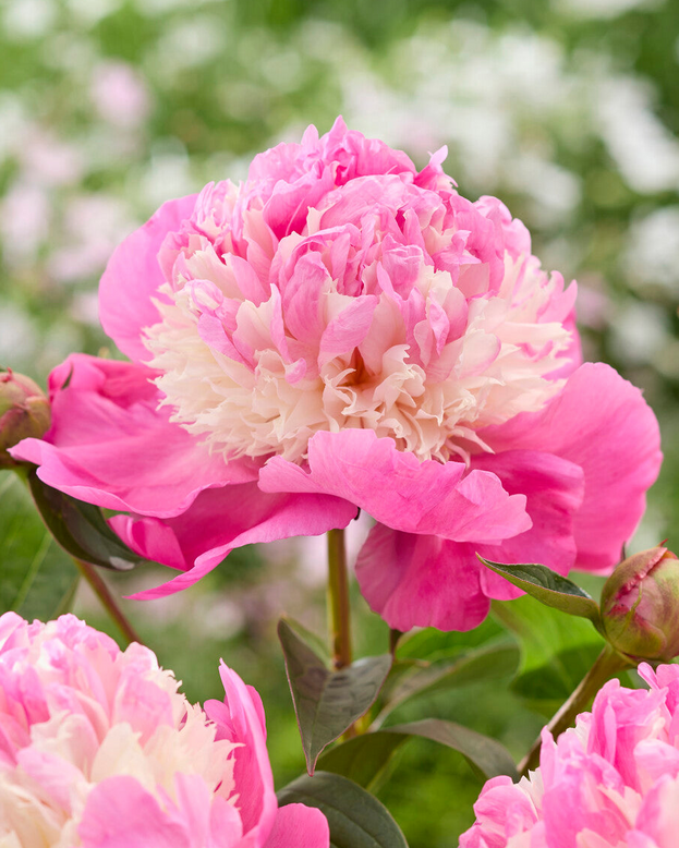 Paeonia 'She's my Star'