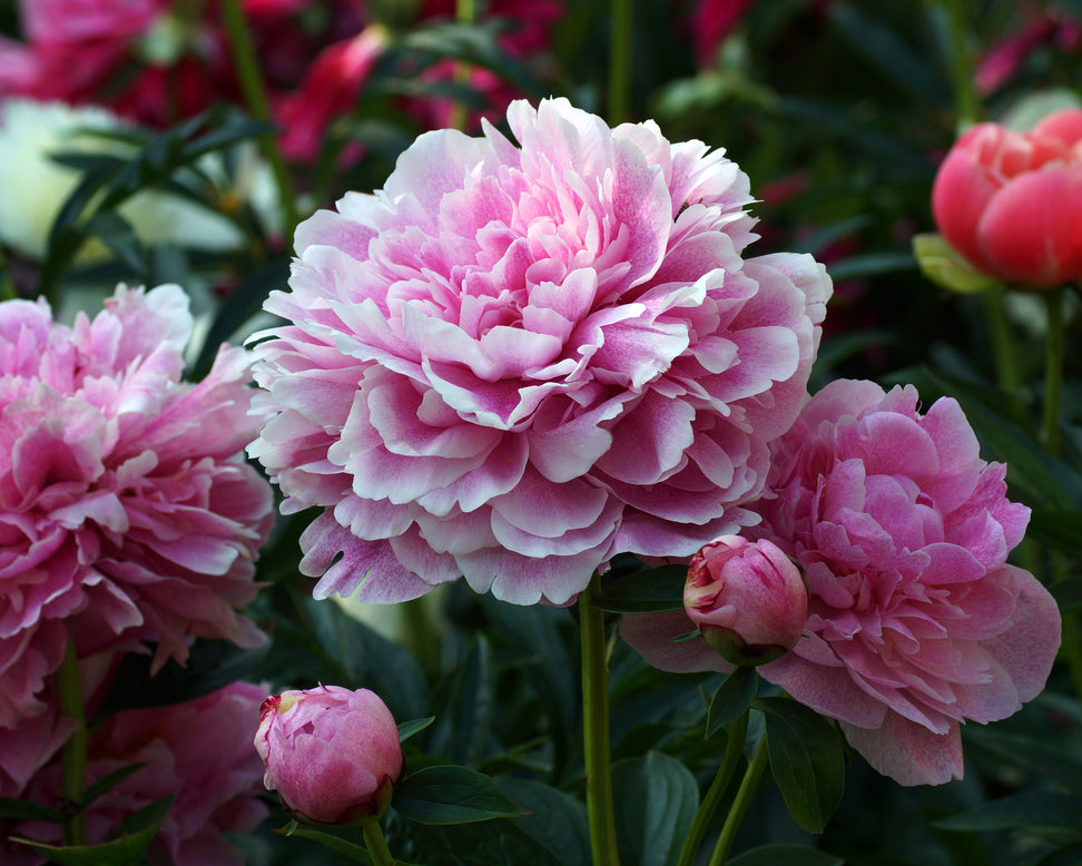 Paeonia 'The Fawn'
