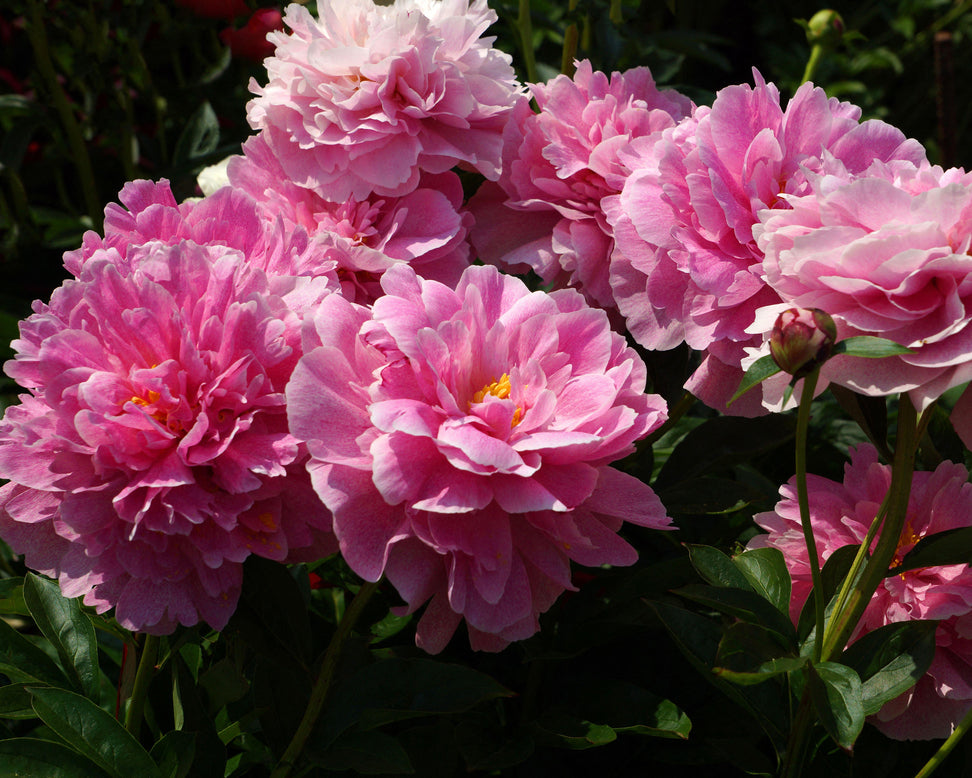 Paeonia 'The Fawn'