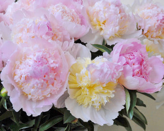 Paeonia 'Top Brass' Paeonia 'Top Brass'