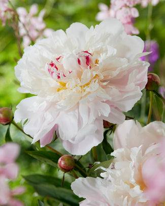Paeonia 'Vogue' Paeonia 'Vogue'