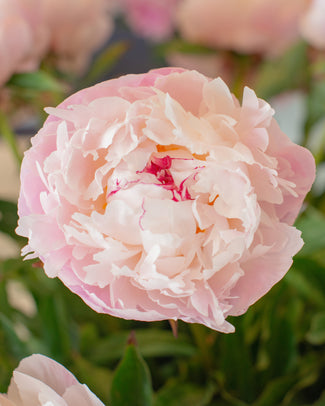 Paeonia 'Vogue' Paeonia 'Vogue'