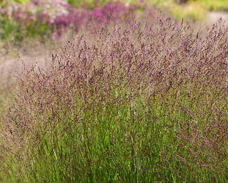 Panicum 'Purple Tears' Panicum 'Purple Tears'