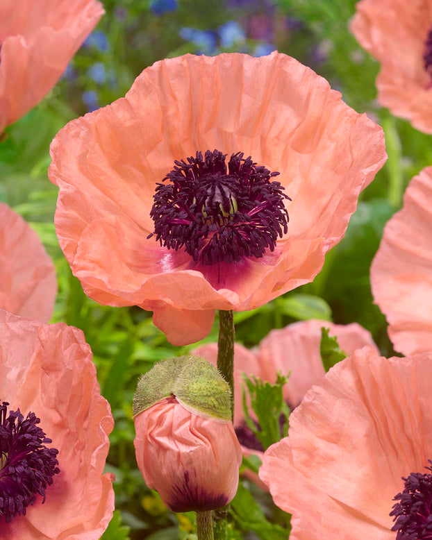 Papaver 'Helen Elizabeth'