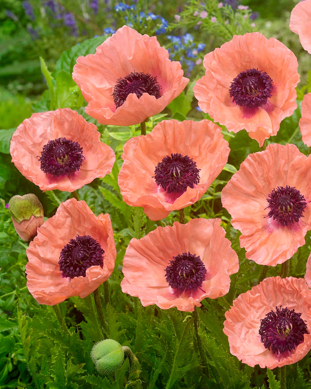 Papaver 'Helen Elizabeth'