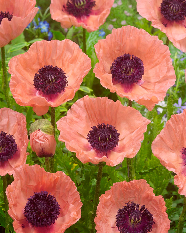 Papaver 'Helen Elizabeth'