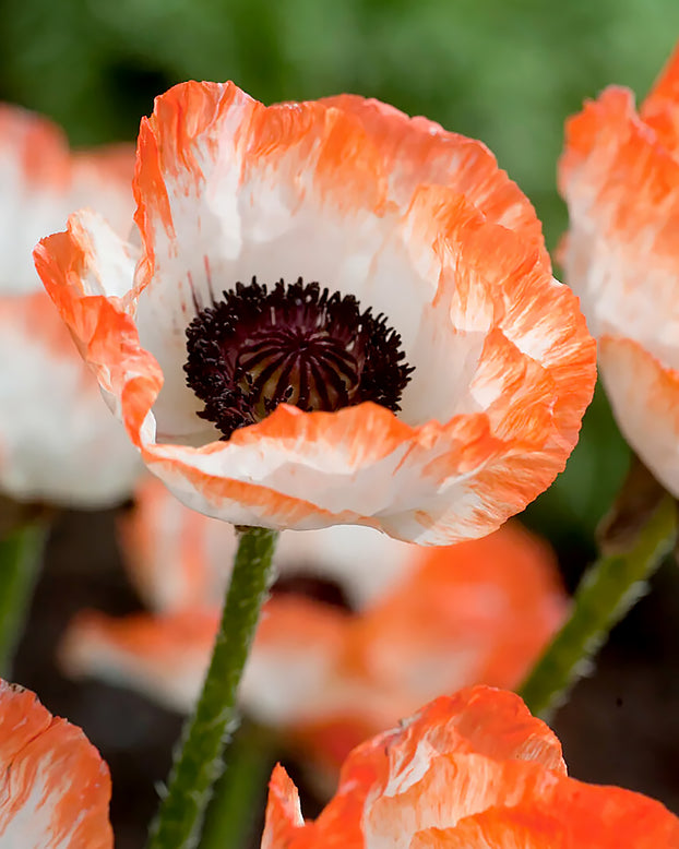 Papaver 'Picotee'