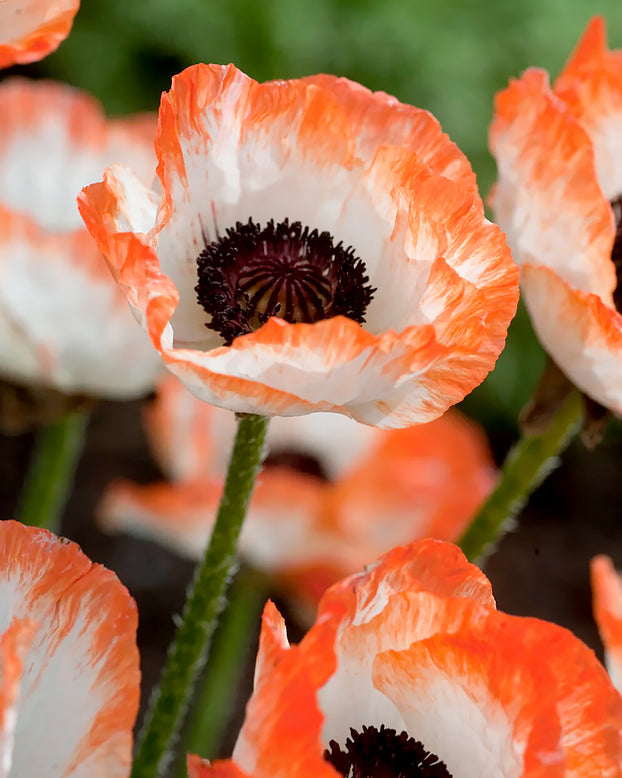 Papaver 'Picotee'