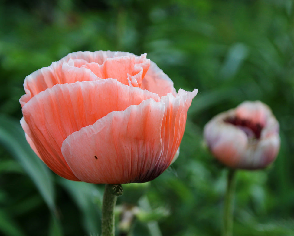 Papaver 'Picotee'