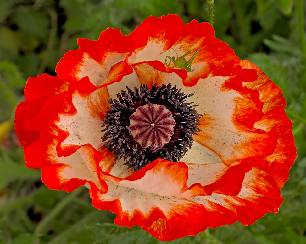 Papaver 'Picotee'