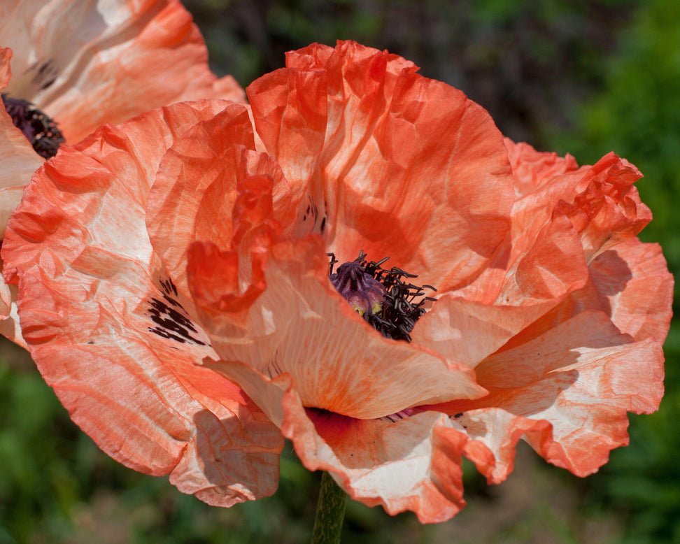 Papaver 'Picotee'