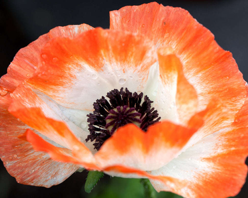 Papaver 'Picotee'