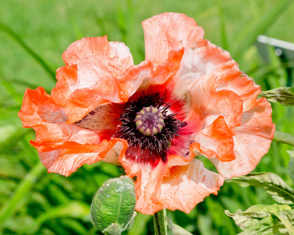 Papaver 'Picotee'