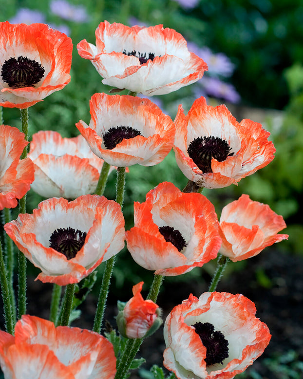 Papaver 'Picotee'