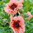 Oriental poppy