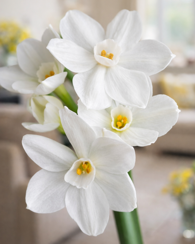 Narcissus 'Paperwhite'
