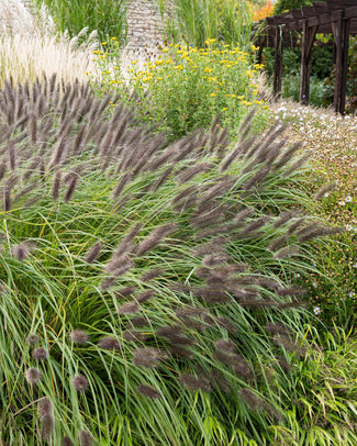 Pennisetum 'Black Beauty' Pennisetum 'Black Beauty'