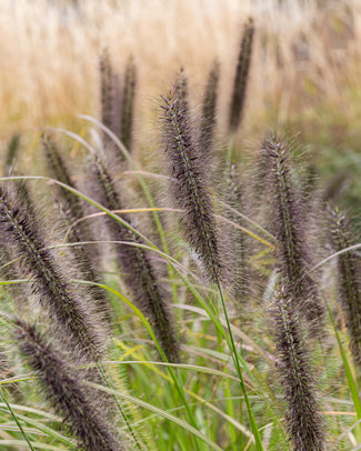 Pennisetum 'Black Beauty' Pennisetum 'Black Beauty'