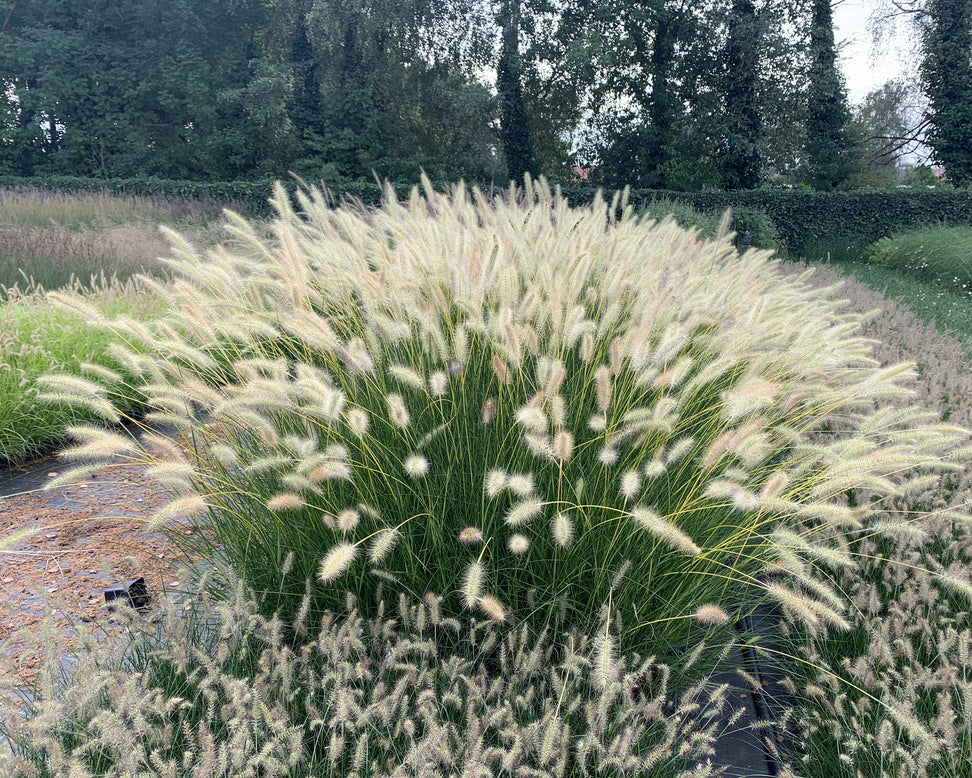 Pennisetum 'Neon Lights'