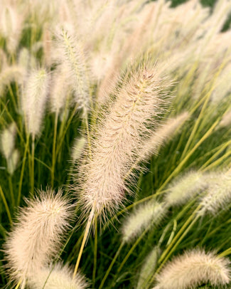Pennisetum 'Neon Lights' Pennisetum 'Neon Lights'