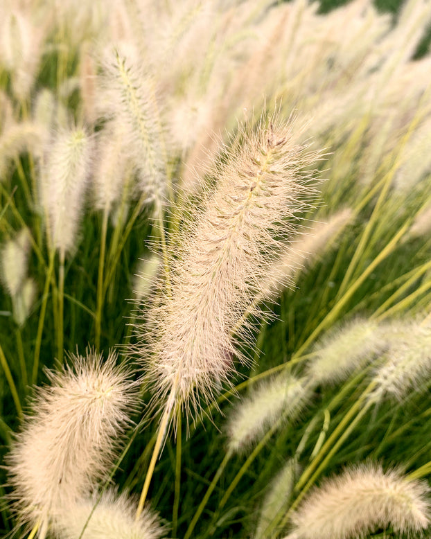 Pennisetum 'Neon Lights'