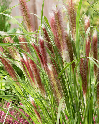 Pennisetum 'Red Head' Pennisetum 'Red Head'