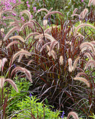 Pennisetum 'Rubrum' Pennisetum 'Rubrum'