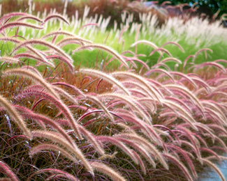 Pennisetum 'Rubrum' Pennisetum 'Rubrum'
