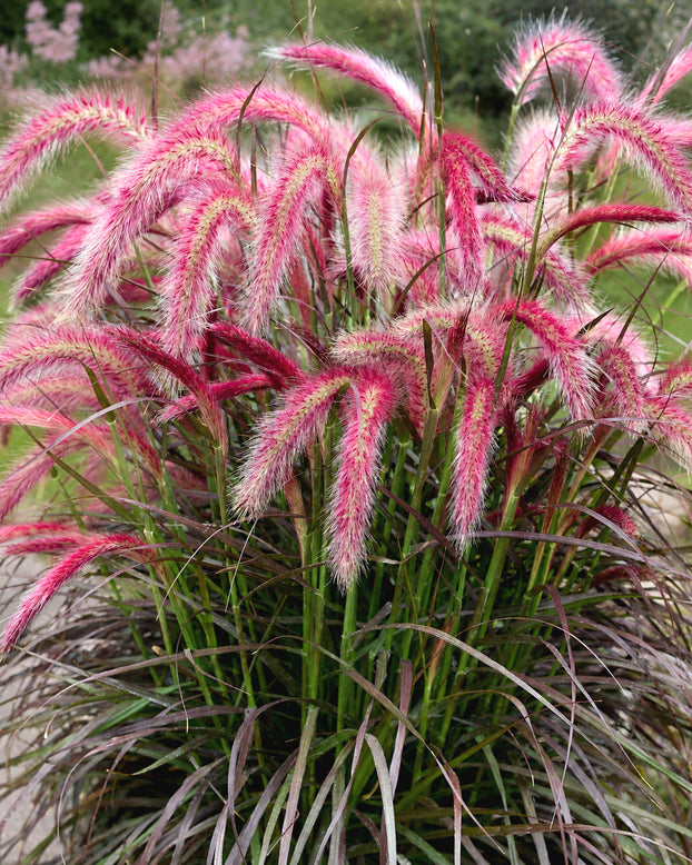 Pennisetum 'Tiny Tails'