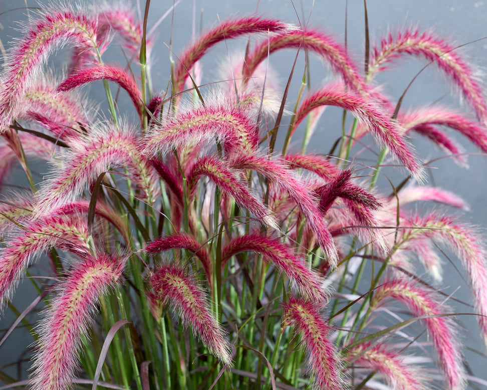 Pennisetum 'Tiny Tails'