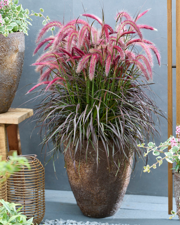 Pennisetum 'Tiny Tails'