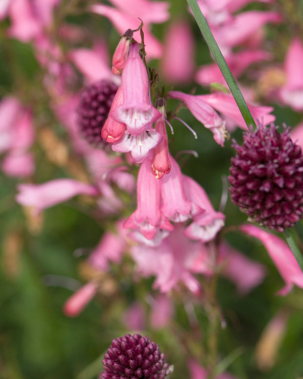 Penstemon 'Evelyn'