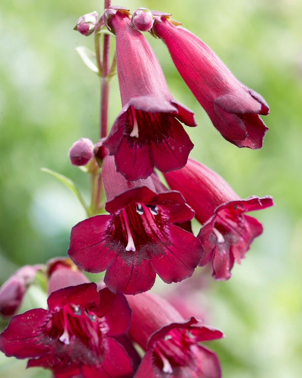 Penstemon 'Rich Ruby'