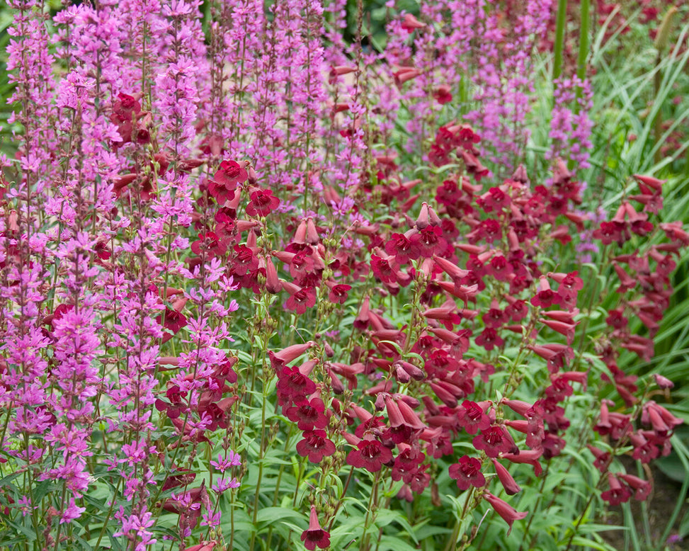 Penstemon 'Rich Ruby'