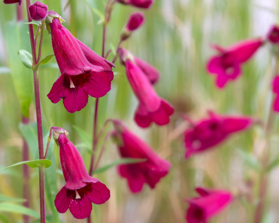 Penstemon 'Rich Ruby'
