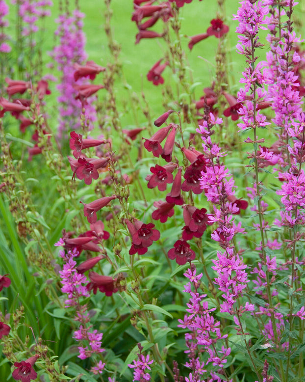 Penstemon 'Rich Ruby'