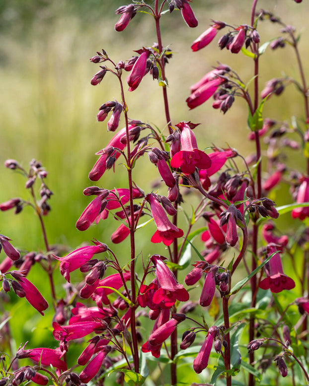 Penstemon 'Rich Ruby'