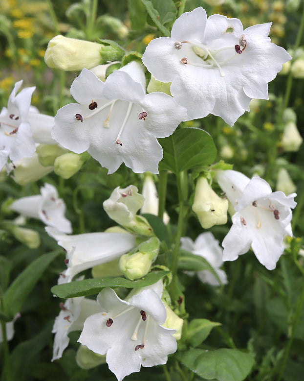 Penstemon 'White Bedder'