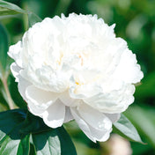Peonies