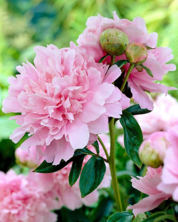 Paeonia 'Dinner Plate'