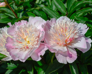 Paeonia 'Do Tell' Paeonia 'Do Tell'