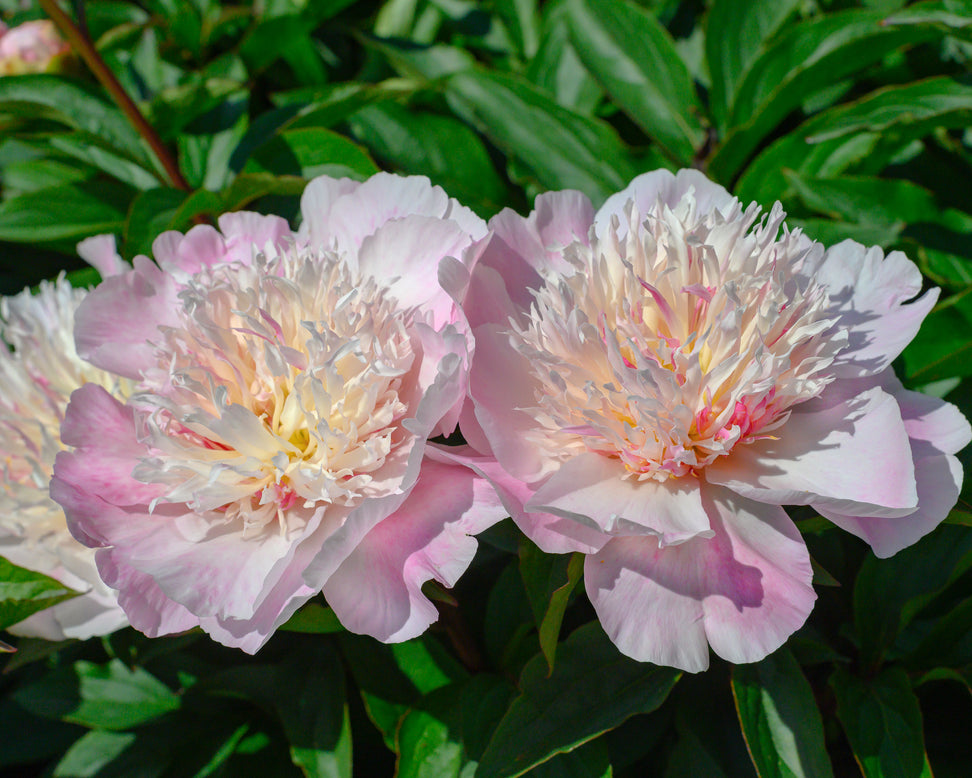 Paeonia 'Do Tell'
