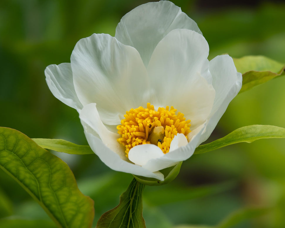 Paeonia emodi