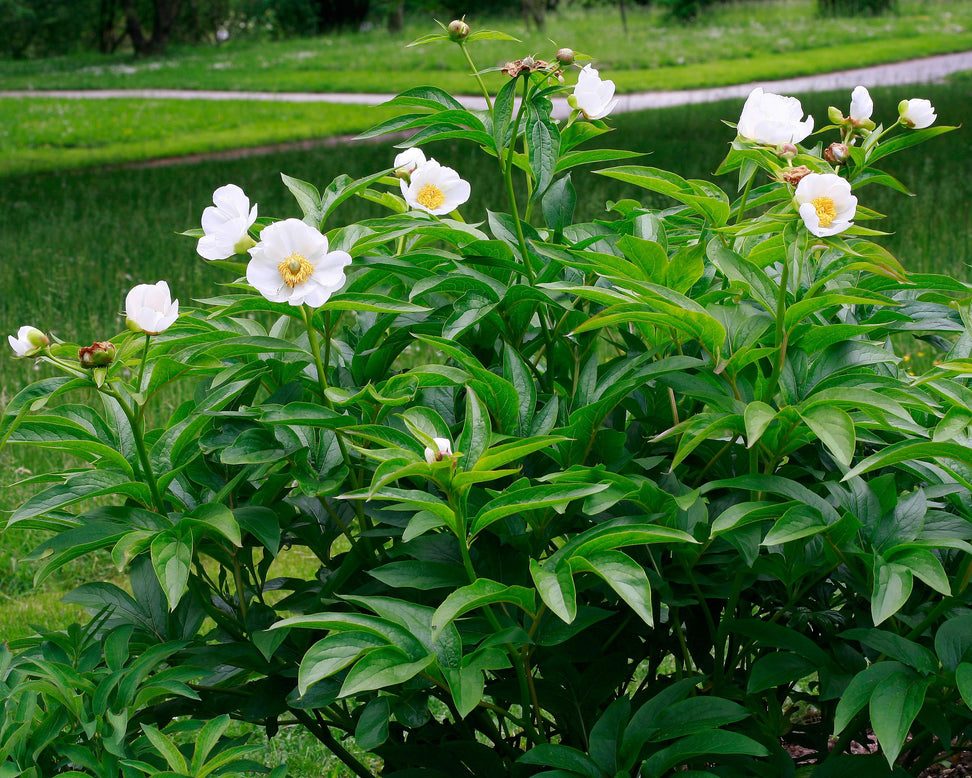 Paeonia emodi