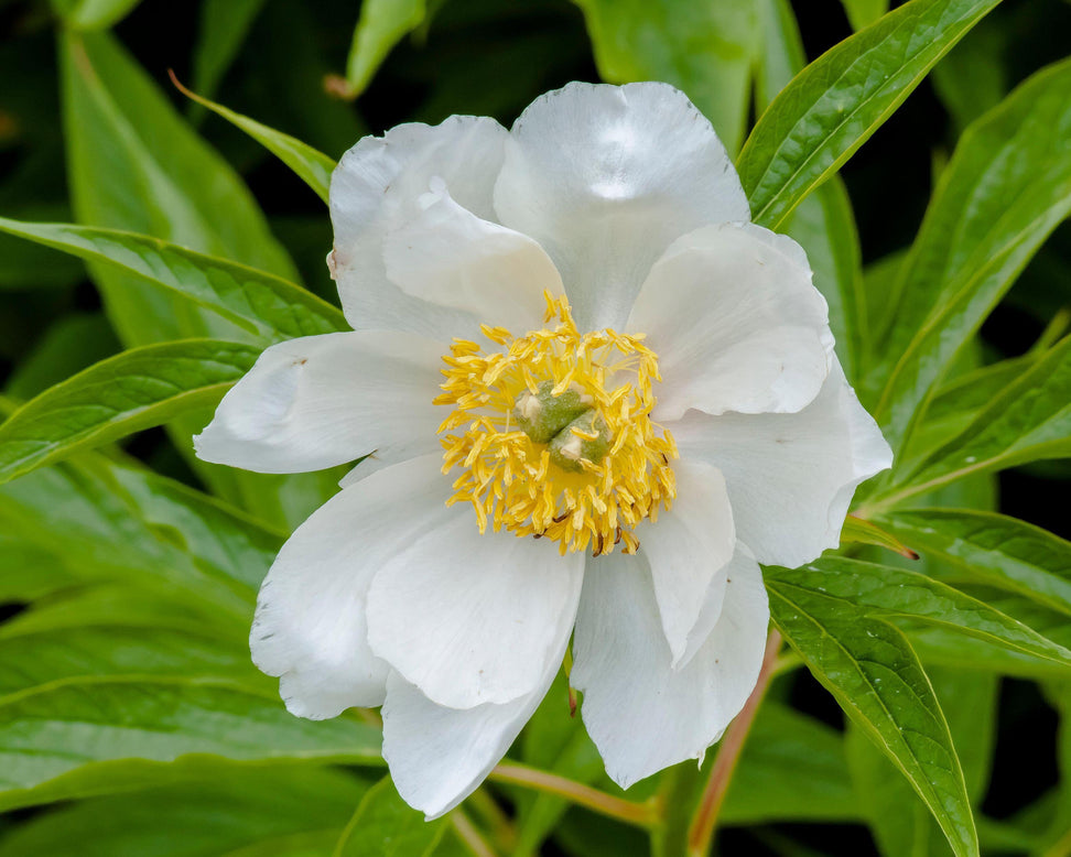 Paeonia emodi